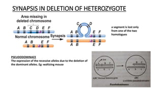 SYNAPSIS IN DELETION OF HETEROZYGOTE
PSEUDODOMINACE
The expression of the recessive alleles due to the deletion of
the dominant alleles. Eg: waltizing mouse
a segment is lost only
from one of the two
homologues
 