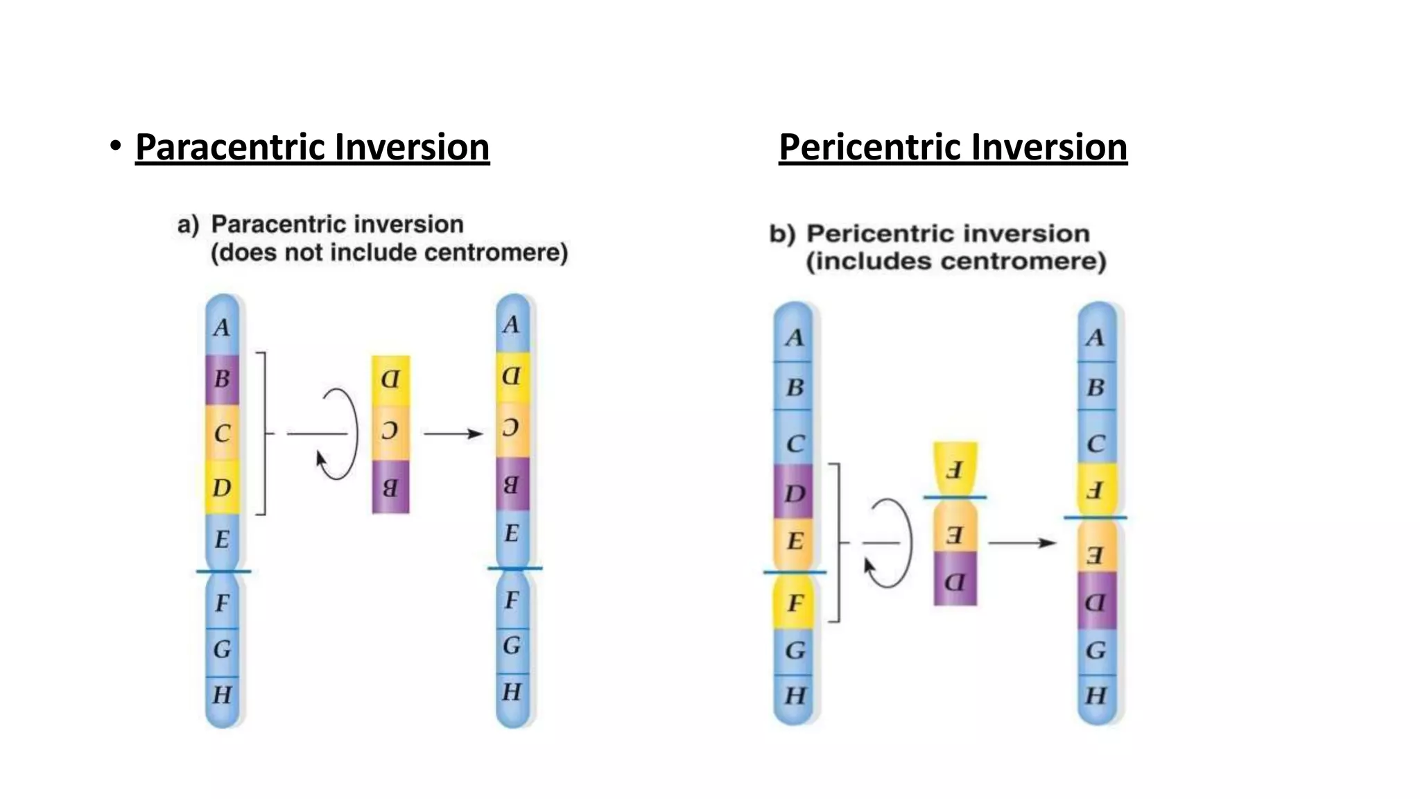 _structural aberrations of chromosomes GP 102.pptx