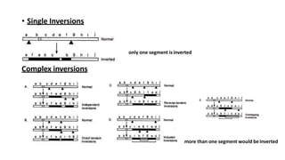 Not Only Inversion Pattern _structural aberrations of chromosomes GP 102.pptx