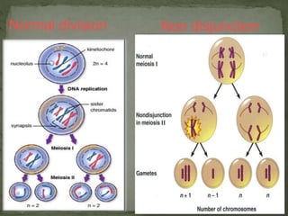 Normal division Non disjunction
 