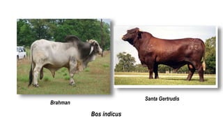 Bos indicus
Santa Gertrudis
Brahman
 