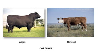 Angus Hereford
Bos taurus
 