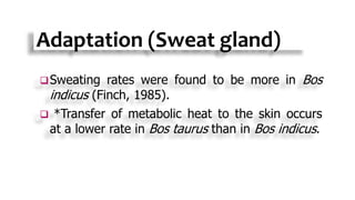 Adaptation (Sweat gland)
Sweating rates were found to be more in Bos
indicus (Finch, 1985).
 *Transfer of metabolic heat to the skin occurs
at a lower rate in Bos taurus than in Bos indicus.
 