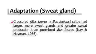 Adaptation (Sweat gland)
Crossbred (Bos taurus × Bos indicus) cattle had
larger, more sweat glands and greater sweat
production than pure-bred Bos taurus (Nay &
Hayman, 1956).
 