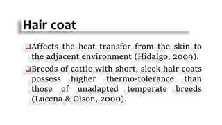 Hair coat
Affects the heat transfer from the skin to
the adjacent environment (Hidalgo, 2009).
Breeds of cattle with short, sleek hair coats
possess higher thermo-tolerance than
those of unadapted temperate breeds
(Lucena & Olson, 2000).
 