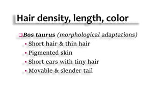 Hair density, length, color
Bos taurus (morphological adaptations)
 Short hair & thin hair
 Pigmented skin
 Short ears with tiny hair
 Movable & slender tail
 