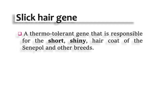 Slick hair gene
 A thermo-tolerant gene that is responsible
for the short, shiny, hair coat of the
Senepol and other breeds.
 
