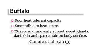 Buffalo
 Poor heat tolerant capacity
 Susceptible to heat stress
*Scarce and unevenly spread sweat glands,
dark skin and sparse hair on body surface.
Ganaie et al. (2013)
 