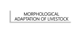 MORPHOLOGICAL
ADAPTATION OF LIVESTOCK
 