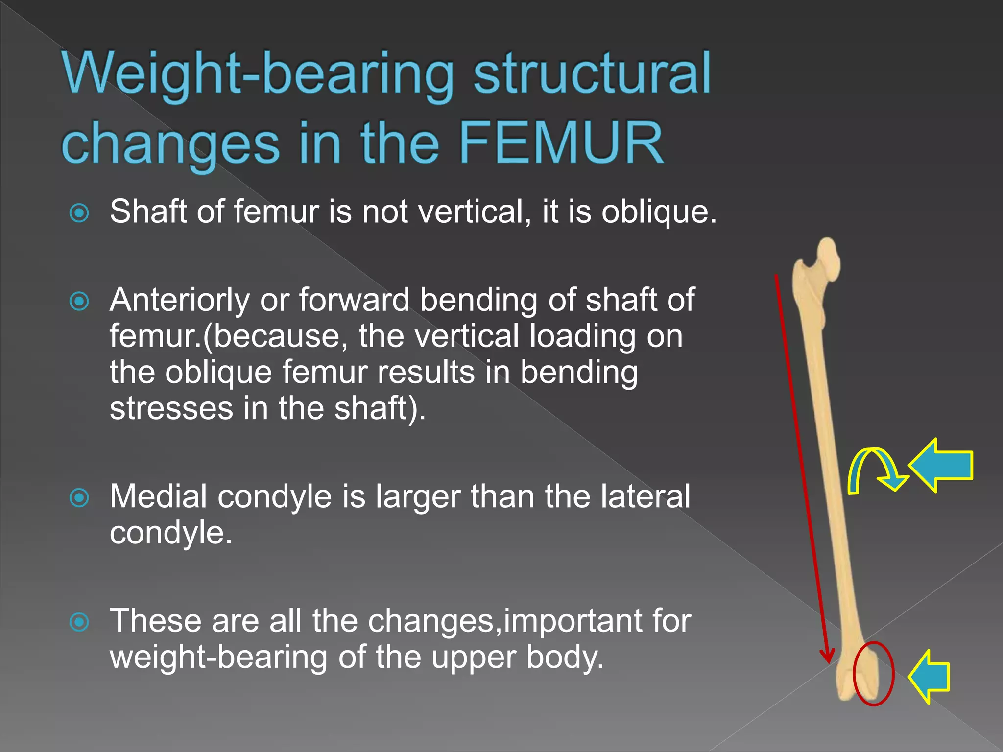 Structural adaptations to weight bearing of Hip | PPTX