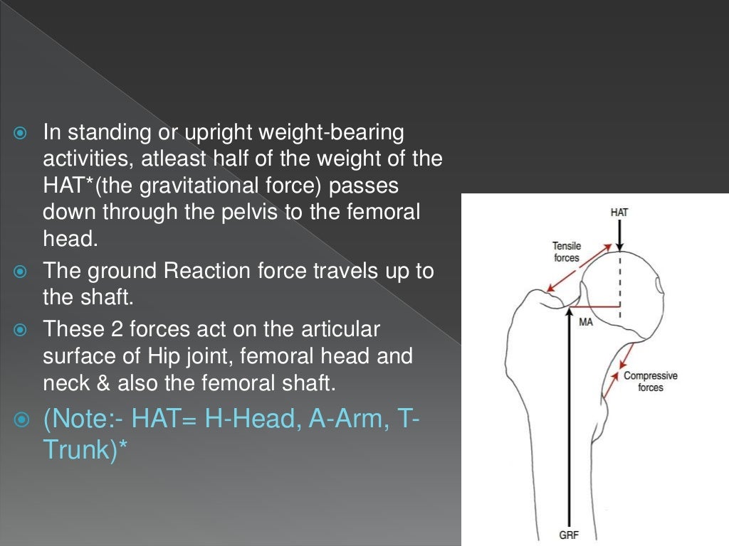 Structural adaptations to weight bearing of Hip