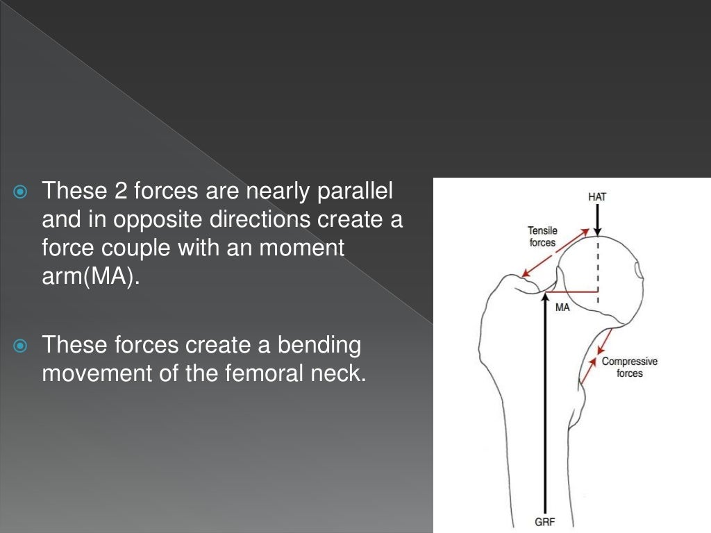 Structural adaptations to weight bearing of Hip