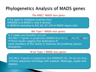 Structural and functional annotation of mads box gene in grape vines | PPTX