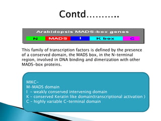 Structural and functional annotation of mads box gene in grape vines | PPTX