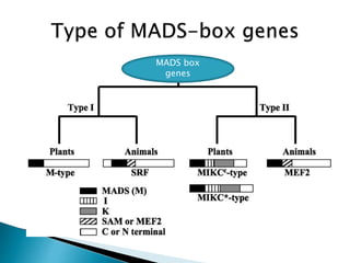 Structural and functional annotation of mads box gene in grape vines | PPTX