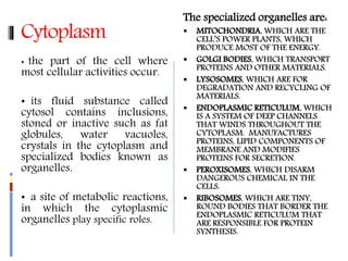 Cytoplasm
• the part of the cell where
most cellular activities occur.
• its fluid substance called
cytosol contains inclusions,
stoned or inactive such as fat
globules, water vacuoles,
crystals in the cytoplasm and
specialized bodies known as
organelles.
• a site of metabolic reactions,
in which the cytoplasmic
organelles play specific roles.
The specialized organelles are:
 MITOCHONDRIA, WHICH ARE THE
CELL’S POWER PLANTS, WHICH
PRODUCE MOST OF THE ENERGY.
 GOLGI BODIES, WHICH TRANSPORT
PROTEINS AND OTHER MATERIALS.
 LYSOSOMES, WHICH ARE FOR
DEGRADATION AND RECYCLING OF
MATERIALS.
 ENDOPLASMIC RETICULUM, WHICH
IS A SYSTEM OF DEEP CHANNELS
THAT WINDS THROUGHOUT THE
CYTOPLASM. MANUFACTURES
PROTEINS, LIPID COMPONENTS OF
MEMBRANE AND MODIFIES
PROTEINS FOR SECRETION.
 PEROXISOMES, WHICH DISARM
DANGEROUS CHEMICAL IN THE
CELLS.
 RIBOSOMES, WHICH ARE TINY,
ROUND BODIES THAT BORDER THE
ENDOPLASMIC RETICULUM THAT
ARE RESPONSIBLE FOR PROTEIN
SYNTHESIS.
 