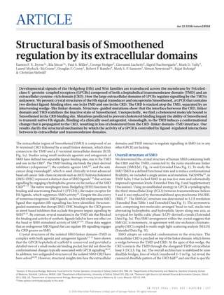 2 8 j u l y 2 0 1 6 | V O L 5 3 5 | N A T U R E | 5 1 7
Article doi:10.1038/nature18934
Structural basis of Smoothened
regulation by its extracellular domains
Eamon F. X. Byrne1
*, Ria Sircar2
*, Paul S. Miller1
, George Hedger3
, Giovanni Luchetti2
, Sigrid Nachtergaele2
, Mark D. Tully4
,
Laurel Mydock-McGrane5
, Douglas F. Covey5
, Robert P. Rambo4
, Mark S. P. Sansom3
, Simon Newstead3
*, Rajat Rohatgi2
& Christian Siebold1
The extracellular region of Smoothened (SMO) is composed of an
N-terminal CRD followed by a small linker domain, which then
­connects to the TMD and a C-terminal intracellular domain (ICD;
Fig. 1a). Studies using small-molecule agonists and antagonists of
SMO have defined two separable ligand-binding sites, one in the TMD
and one in the CRD1
. The TMD binding site binds the plant-derived
­inhibitor cyclopamine2,3
, the synthetic agonist SAG4,5
, and the anti-­
cancer drug vismodegib6
, which is used clinically to treat advanced
basal cell cancer. Side-chain oxysterols such as 20(S)-hydroxycholesterol
(20(S)-OHC) represent a distinct class of SMO ligands7–9
that activate
signalling by engaging a hydrophobic groove on the surface of the SMO
CRD10–12
. The native morphogen Sonic Hedgehog (SHH) functions by
binding and inactivating Patched 1 (PTCH1), the major receptor for
Hh ligands, which suppresses SMO activity13
. Despite the ­discovery
of numerous exogenous SMO ligands, no bona fide endogenous SMO
ligand that regulates Hh signalling has been identified. Structure-
guided mutations that disrupt 20(S)-OHC binding to the CRD groove
or sterol-based inhibitors that occlude this groove impair signalling by
SHH10,11
. By contrast, several mutations in the TMD site that blocked
the binding and activity of synthetic ligands failed to have any effect on
the basal or SHH-stimulated activity of SMO12,14
. These data suggest
that an endogenous SMO ligand that can regulate Hh signalling engages
the CRD groove on SMO.
Crystal structures of the isolated SMO linker domain–TMD in
­complex with both agonist and antagonist ligands15–17
have shown
that the GPCR heptahelical scaffold is conserved and provided a
detailed view of a small-molecule binding pocket, but did not show the
­conformational changes typically associated with GPCR signalling18,19
.
In addition, two unliganded structures of the isolated SMO CRD have
been solved10,20
. However, structural insights into how the extracellular
domains and TMD interact to regulate signalling in SMO (or in any
other GPCR) are lacking.
Overall structure of SMO
We determined the crystal structure of human SMO containing both
the CRD and the TMD, connected by the juxta-membrane linker
domain (SMOΔ​C, Fig. 1a and Extended Data Fig. 1). To study the
SMO TMD in a defined functional state and to reduce conformational
flexibility, we included a single amino acid mutation, Val329Phe16
, in
TMD helix 3 that locked SMO in an inactive state and substantially
improved expression levels (Extended Data Fig. 2 and Supplementary
Discussion). Using an established strategy in GPCR crystallography,
the third intracellular loop (ICL3) between transmembrane helices
5 and 6 was replaced by thermostabilized apocytochrome b562RIL
(BRIL)21
. The SMOΔ​C structure was determined to 3.2 Å ­resolution
(Extended Data Table 1 and Extended Data Fig. 3). The asymmetric
unit, ­comprising two molecules arranged ‘head-to-tail’, stacks into
­alternating hydrophobic and hydrophilic layers along one axis, as
is ­typical for lipidic cubic phase (LCP)-derived crystals (Extended
Data Fig. 3a). This SMO arrangement within the crystal suggests that
SMOΔ​C is monomeric, in agreement with size-exclusion chromato­
graphy (SEC) coupled to multi-angle light-scattering analysis (MALS)
(Extended Data Fig. 3f).
SMO adopts an extended conformation in the structure. The
­extracellular CRD is perched on top of the linker domain, which forms
a wedge between the TMD and CRD. At the apex of this wedge, the
CRD contacts the TMD through the elongated TMD extracellular
loop 3 (ECL3; Fig. 1a). The overall architecture is stabilized by nine
disulfide bridges, four of which (numbered 2–5 in Fig. 1a) reveal the
canonical disulfide pattern of the CRD fold22
and one that is specific
Developmental signals of the Hedgehog (Hh) and Wnt families are transduced across the membrane by Frizzled-
class G-protein-coupled receptors (GPCRs) composed of both a heptahelical transmembrane domain (TMD) and an
extracellular cysteine-rich domain (CRD). How the large extracellular domains of GPCRs regulate signalling by the TMD is
unknown. We present crystal structures of the Hh signal transducer and oncoprotein Smoothened, a GPCR that contains
two distinct ligand-binding sites: one in its TMD and one in the CRD. The CRD is stacked atop the TMD, separated by an
intervening wedge-like linker domain. Structure-guided mutations show that the interface between the CRD, linker
domain and TMD stabilizes the inactive state of Smoothened. Unexpectedly, we find a cholesterol molecule bound to
Smoothened in the CRD binding site. Mutations predicted to prevent cholesterol binding impair the ability of Smoothened
to transmit native Hh signals. Binding of a clinically used antagonist, vismodegib, to the TMD induces a conformational
change that is propagated to the CRD, resulting in loss of cholesterol from the CRD–linker domain–TMD interface. Our
results clarify the structural mechanism by which the activity of a GPCR is controlled by ligand-regulated interactions
between its extracellular and transmembrane domains.
1
Division of Structural Biology, Wellcome Trust Centre for Human Genetics, University of Oxford, Oxford OX3 7BN, UK. 2
Departments of Biochemistry and Medicine, Stanford University School
of Medicine, Stanford, California, 94305, USA. 3
Department of Biochemistry, University of Oxford, Oxford OX1 3QU, UK. 4
Diamond Light Source Ltd, Harwell Science & Innovation Campus, Didcot
OX11 0DE, UK. 5
Department of Developmental Biology, Washington University School of Medicine, St. Louis, Missouri, 63110, USA.
*These authors contributed equally to this work.
© 2016 Macmillan Publishers Limited, part of Springer Nature. All rights reserved.
 