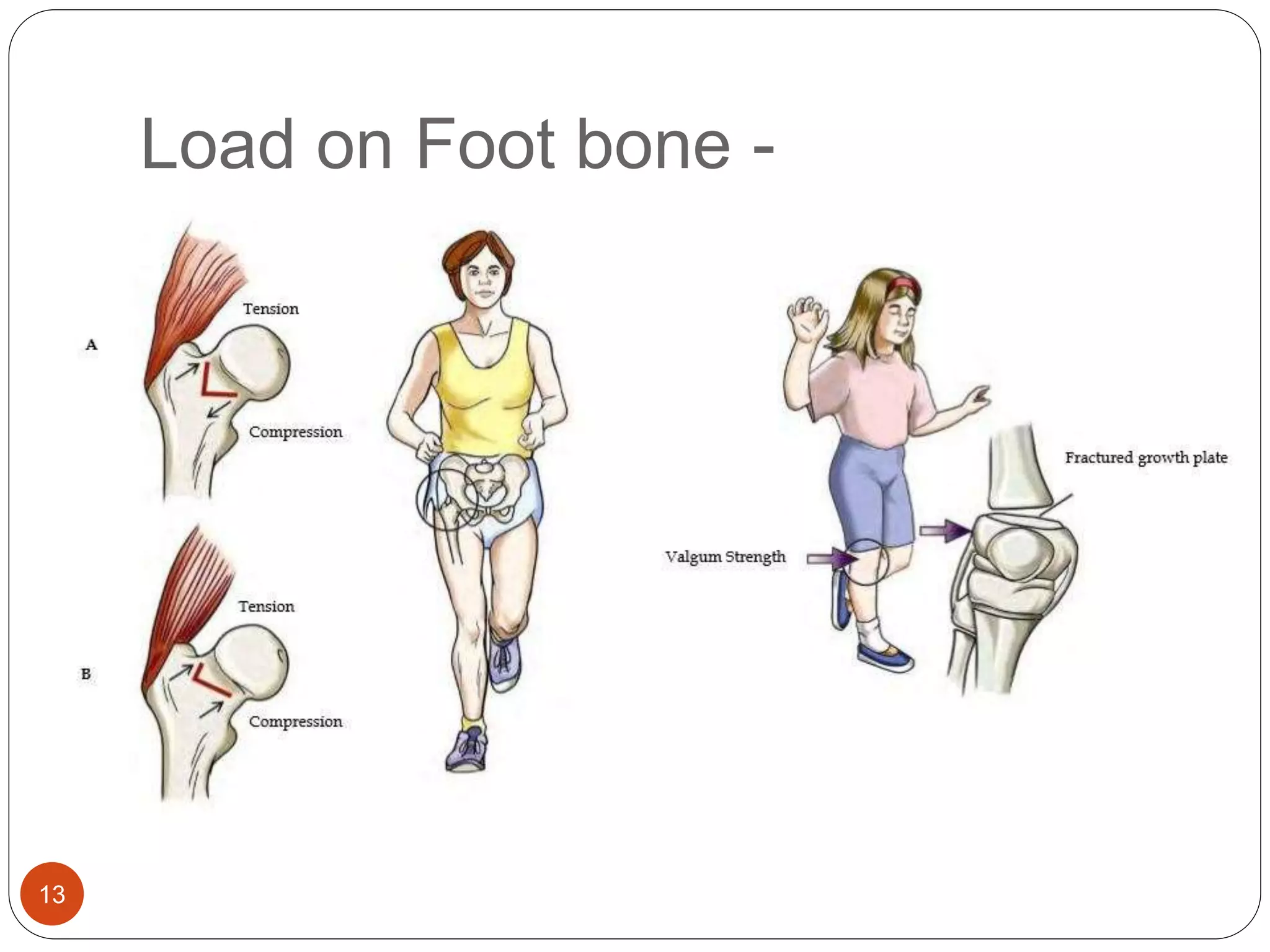 Structural behavior of bones in human body | PPT