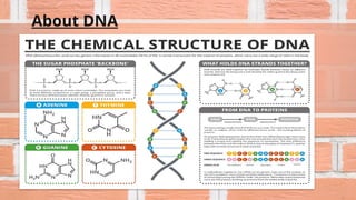 About DNA
 