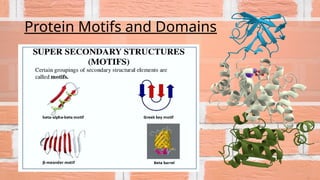 Protein Motifs and Domains
 