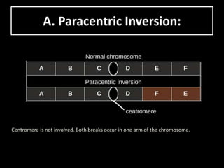 Structural changes in chromosomes | PPTX
