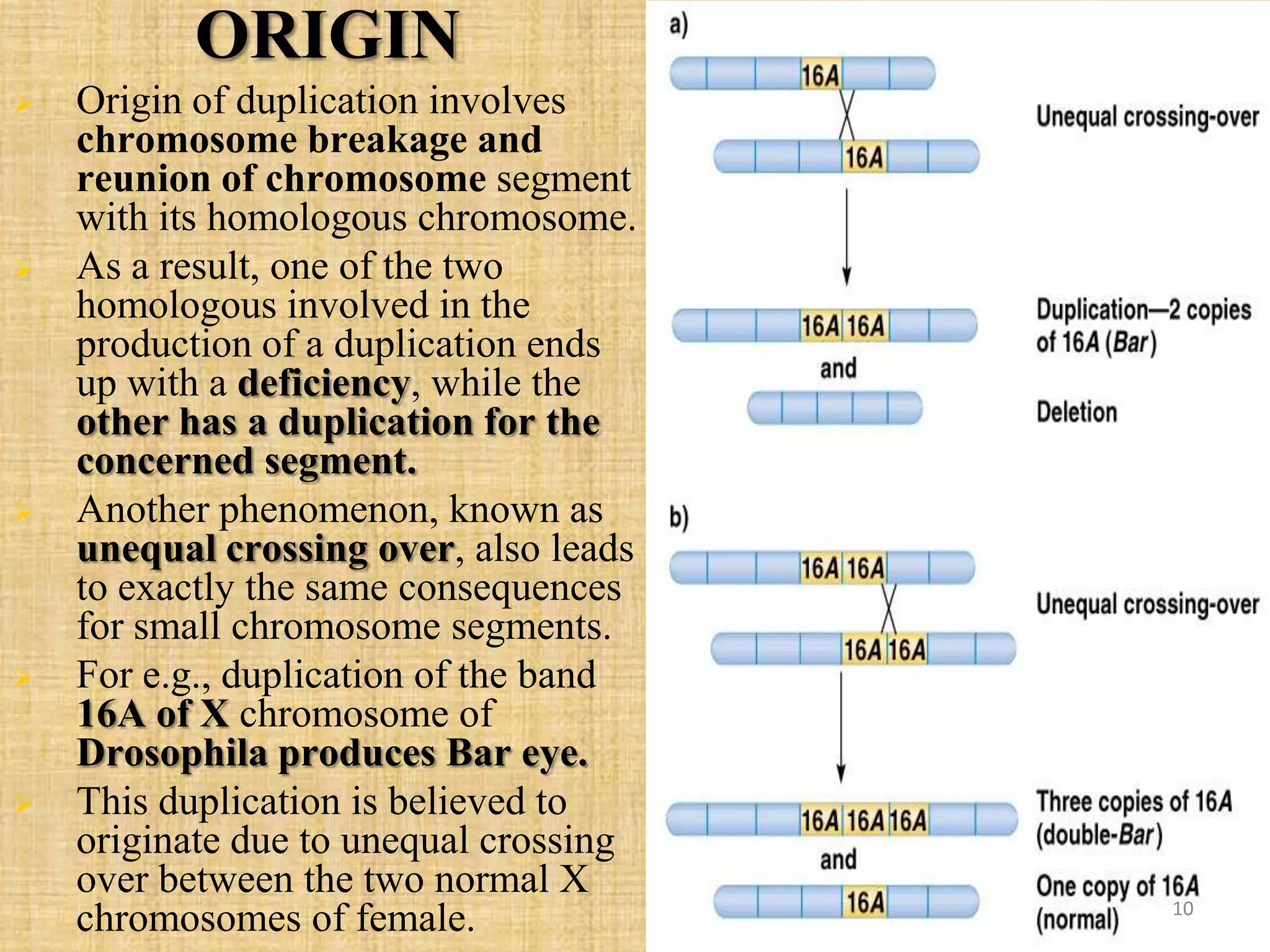 ORIGIN
 Origin of duplication involves
chromosome breakage and
reunion of chromosome segment
with its homologous chromosome.
 As a result, one of the two
homologous involved in the
production of a duplication ends
up with a deficiency, while the
other has a duplication for the
concerned segment.
 Another phenomenon, known as
unequal crossing over, also leads
to exactly the same consequences
for small chromosome segments.
 For e.g., duplication of the band
16A of X chromosome of
Drosophila produces Bar eye.
 This duplication is believed to
originate due to unequal crossing
over between the two normal X
chromosomes of female. 10
 