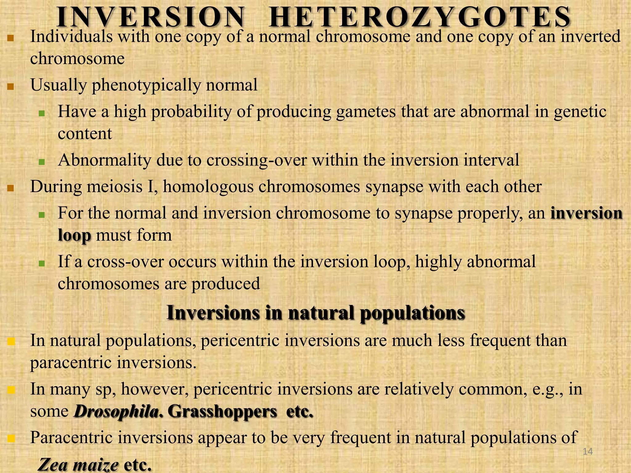  Individuals with one copy of a normal chromosome and one copy of an inverted
chromosome
 Usually phenotypically normal
 Have a high probability of producing gametes that are abnormal in genetic
content
 Abnormality due to crossing-over within the inversion interval
 During meiosis I, homologous chromosomes synapse with each other
 For the normal and inversion chromosome to synapse properly, an inversion
loop must form
 If a cross-over occurs within the inversion loop, highly abnormal
chromosomes are produced
Inversions in natural populations
 In natural populations, pericentric inversions are much less frequent than
paracentric inversions.
 In many sp, however, pericentric inversions are relatively common, e.g., in
some Drosophila. Grasshoppers etc.
 Paracentric inversions appear to be very frequent in natural populations of
Zea maize etc.
INVERSION HETEROZYGOTES
14
 