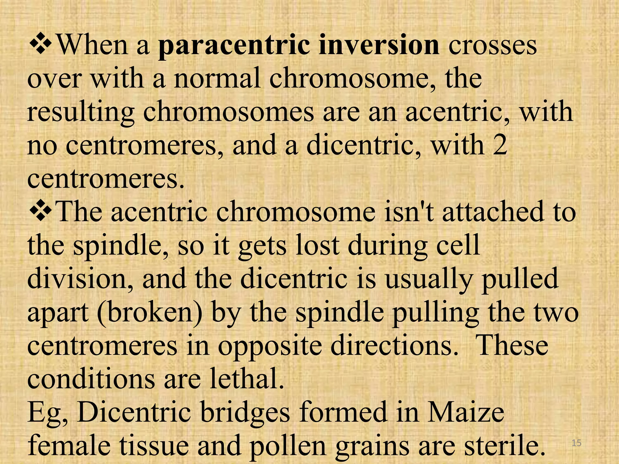 When a paracentric inversion crosses
over with a normal chromosome, the
resulting chromosomes are an acentric, with
no centromeres, and a dicentric, with 2
centromeres.
The acentric chromosome isn't attached to
the spindle, so it gets lost during cell
division, and the dicentric is usually pulled
apart (broken) by the spindle pulling the two
centromeres in opposite directions. These
conditions are lethal.
Eg, Dicentric bridges formed in Maize
female tissue and pollen grains are sterile. 15
 