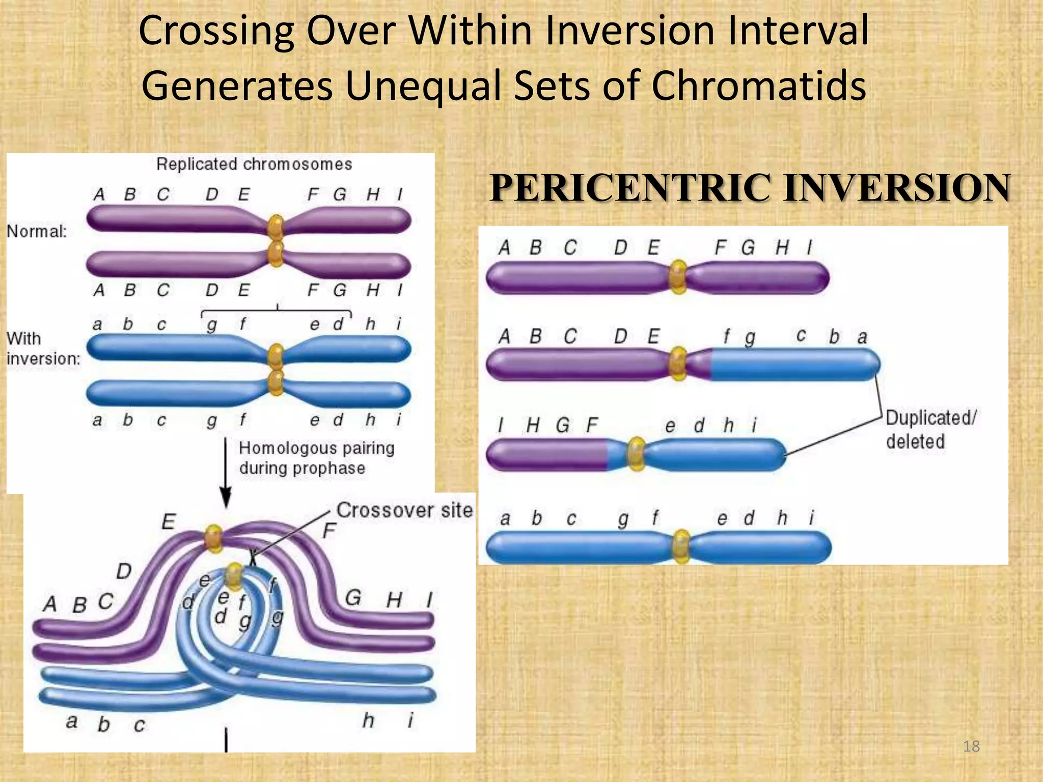 Crossing Over Within Inversion Interval
Generates Unequal Sets of Chromatids
PERICENTRIC INVERSION
18
 