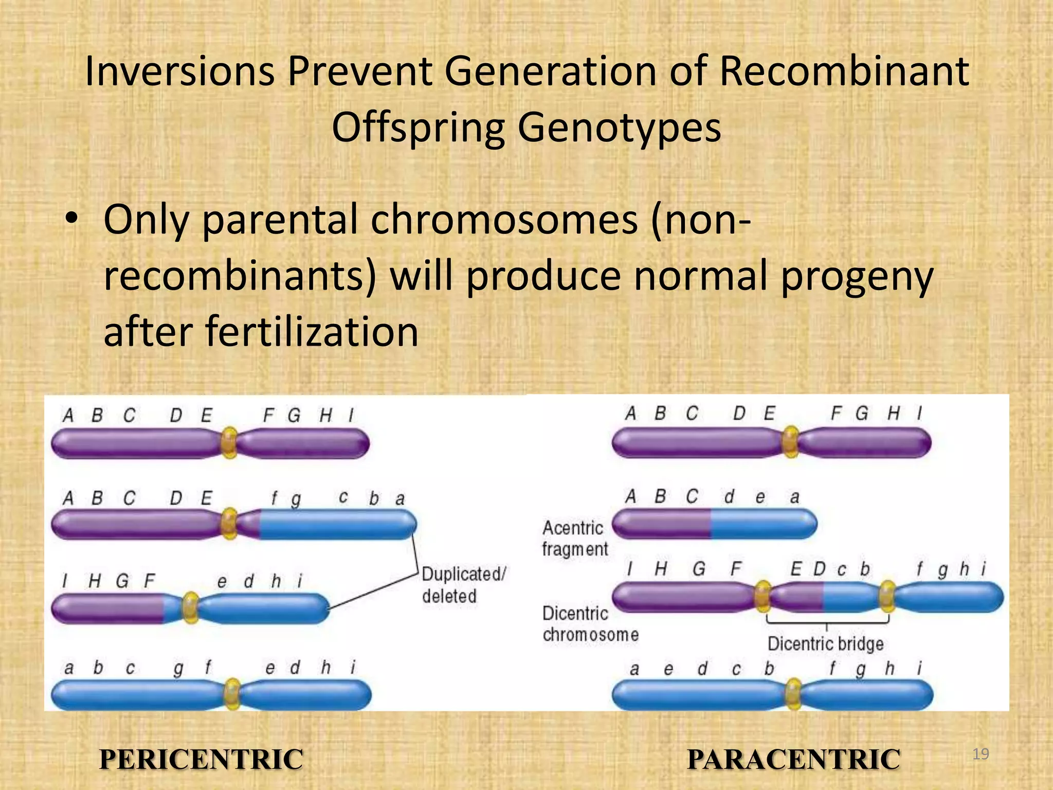 Inversions Prevent Generation of Recombinant
Offspring Genotypes
• Only parental chromosomes (non-
recombinants) will produce normal progeny
after fertilization
PARACENTRICPERICENTRIC 19
 