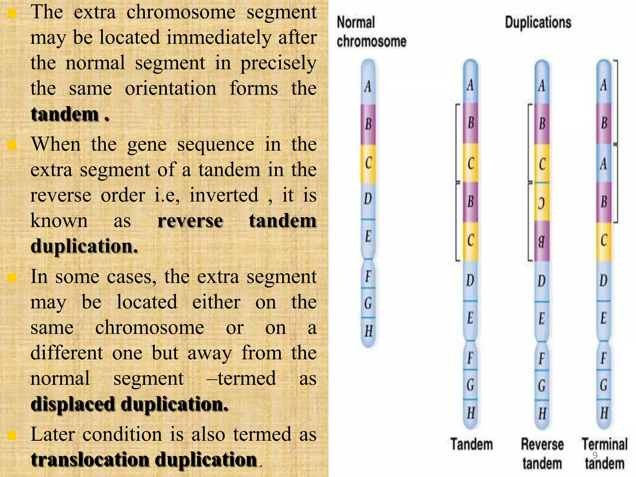  The extra chromosome segment
may be located immediately after
the normal segment in precisely
the same orientation forms the
tandem .
 When the gene sequence in the
extra segment of a tandem in the
reverse order i.e, inverted , it is
known as reverse tandem
duplication.
 In some cases, the extra segment
may be located either on the
same chromosome or on a
different one but away from the
normal segment –termed as
displaced duplication.
 Later condition is also termed as
translocation duplication. 9
 