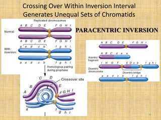 Structural changes in chromosomes | PPTX