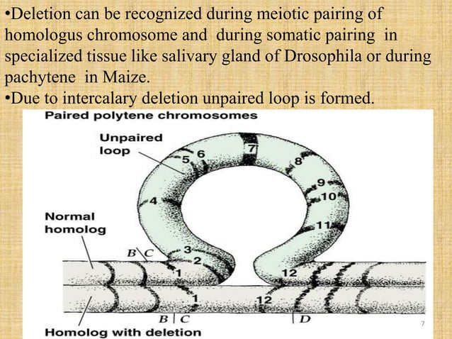 Structural changes in chromosomes | PPTX | Genetics | Science
