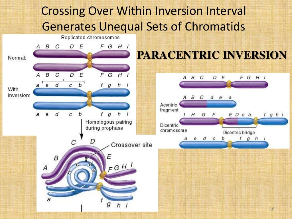 Structural changes in chromosomes