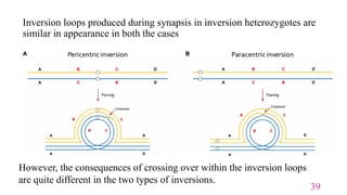 Structural Chromosomal Aberrations and Their Role in Plant Breeding | PPTX