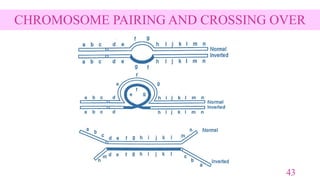 Structural Chromosomal Aberrations and Their Role in Plant Breeding | PPTX