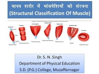 ekuo 'kjhj esa ekalisf'k;ksa
dh lajpuk
(Structural Classification Of Muscle)
Dr. S. N. Singh
Department of Physical Education
S.D. (P.G.) College, Muzaffarnagar
Dr. S. N. Singh
Department of Physical Education
S.D. (P.G.) College, Muzaffarnagar
 