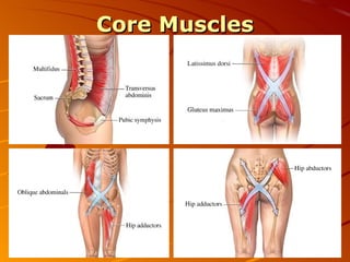 Core Muscles 