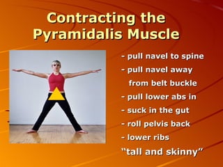 Contracting the Pyramidalis Muscle - pull navel to spine - pull navel away from belt buckle - pull lower abs in - suck in the gut - roll pelvis back - lower ribs “ tall and skinny” 