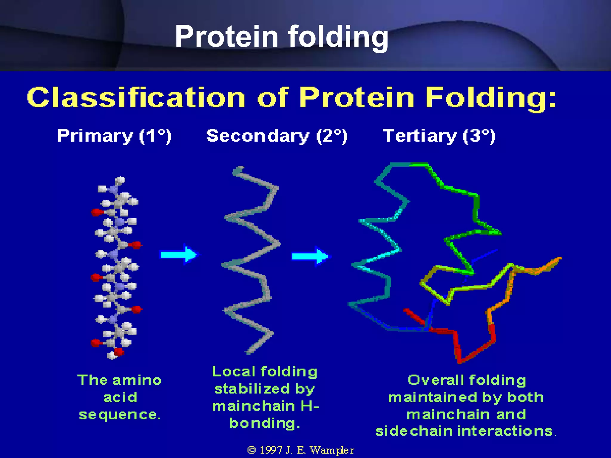 Protein folding
 