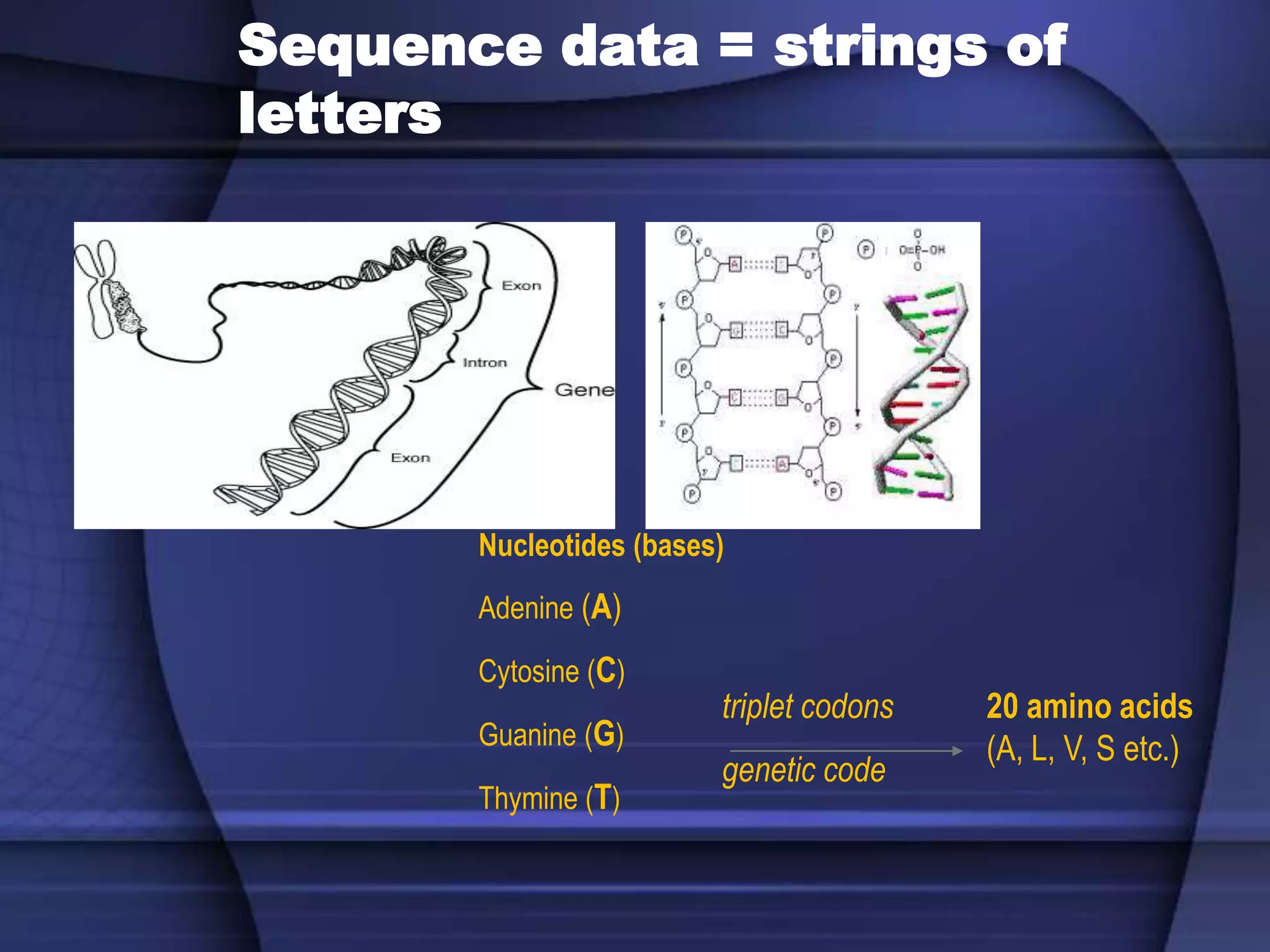Sequence data = strings of
letters
Nucleotides (bases)
Adenine (A)
Cytosine (C)
Guanine (G)
Thymine (T)
triplet codons
genetic code
20 amino acids
(A, L, V, S etc.)
 