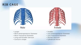 Structural differences between maLe and female.pptx