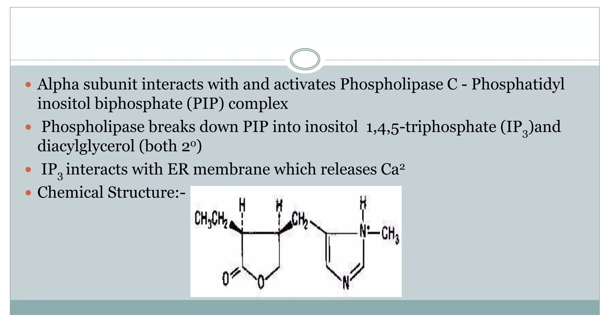  Alpha subunit interacts with and activates Phospholipase C - Phosphatidyl
inositol biphosphate (PIP) complex
 Phospholipase breaks down PIP into inositol 1,4,5-triphosphate (IP3)and
diacylglycerol (both 2o)
 IP3 interacts with ER membrane which releases Ca2
 Chemical Structure:-
 