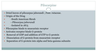 Pilocarpine
 Dried leaves of pilocarpus jaborandi ; Fam: rutaceae.
 Origin of the Drug
 -South American Shrub
 - Pilocarpus jaborandi
 -Isolated in 1875
 Pilocarpine binds to muscarinic receptor
 Activates receptor binds G-protein
 Removal of GDP and addition of GTP to G-protein
 Dissociation of G-protein from muscarinic receptor
 Separation of G-protein into alpha and beta-gamma subunits
 