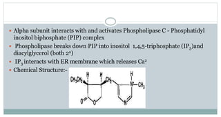  Alpha subunit interacts with and activates Phospholipase C - Phosphatidyl
inositol biphosphate (PIP) complex
 Phospholipase breaks down PIP into inositol 1,4,5-triphosphate (IP3)and
diacylglycerol (both 2o)
 IP3 interacts with ER membrane which releases Ca2
 Chemical Structure:-
 