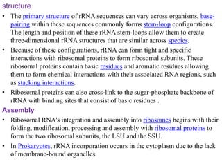Rna Structure Features Structural features of rna | PPTX