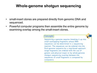 Whole-genome shotgun sequencing
• small-insert clones are prepared directly from genomic DNA and
sequenced.
• Powerful computer programs then assemble the entire genome by
examining overlap among the small-insert clones.
 