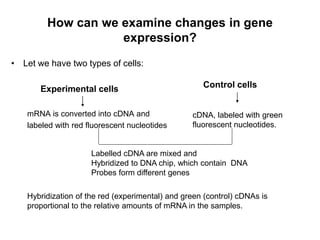 How can we examine changes in gene
expression?
• Let we have two types of cells:
Experimental cells
mRNA is converted into cDNA and
labeled with red fluorescent nucleotides
Control cells
cDNA, labeled with green
fluorescent nucleotides.
Labelled cDNA are mixed and
Hybridized to DNA chip, which contain DNA
Probes form different genes
Hybridization of the red (experimental) and green (control) cDNAs is
proportional to the relative amounts of mRNA in the samples.
 