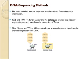 DNA-Sequencing MethodsDNA-Sequencing Methods
 The most detailed physical maps are based on direct DNA sequence
information.
 1975 and 1977 Frederick Sanger and his colleagues created the dideoxy
sequencing method based on the elongation of DNA;
 Allan Maxam andWalter Gilbert developed a second method based on the
chemical degradation of DNA.
 