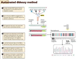 Automated dideoxy methodAutomated dideoxy method
 